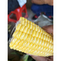 Suntoday resisant to heat high yiedl wide adaptation buy online white waxy corn maize seeds(62002)